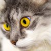 读者“晚八点的猫”的插画头像，湖蓝背景圆形构图