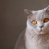 读者「沙丘上的猫」的头像，浅蓝背景下的圆形头像插画
